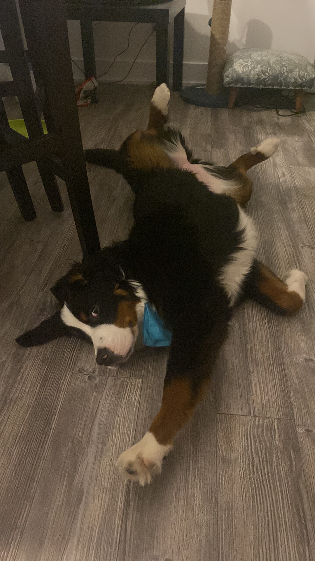 Pause jeu (Bouvier bernois)