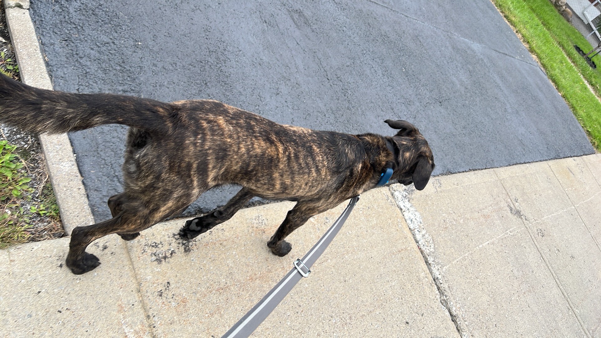 Promenade individuelle (brindle)