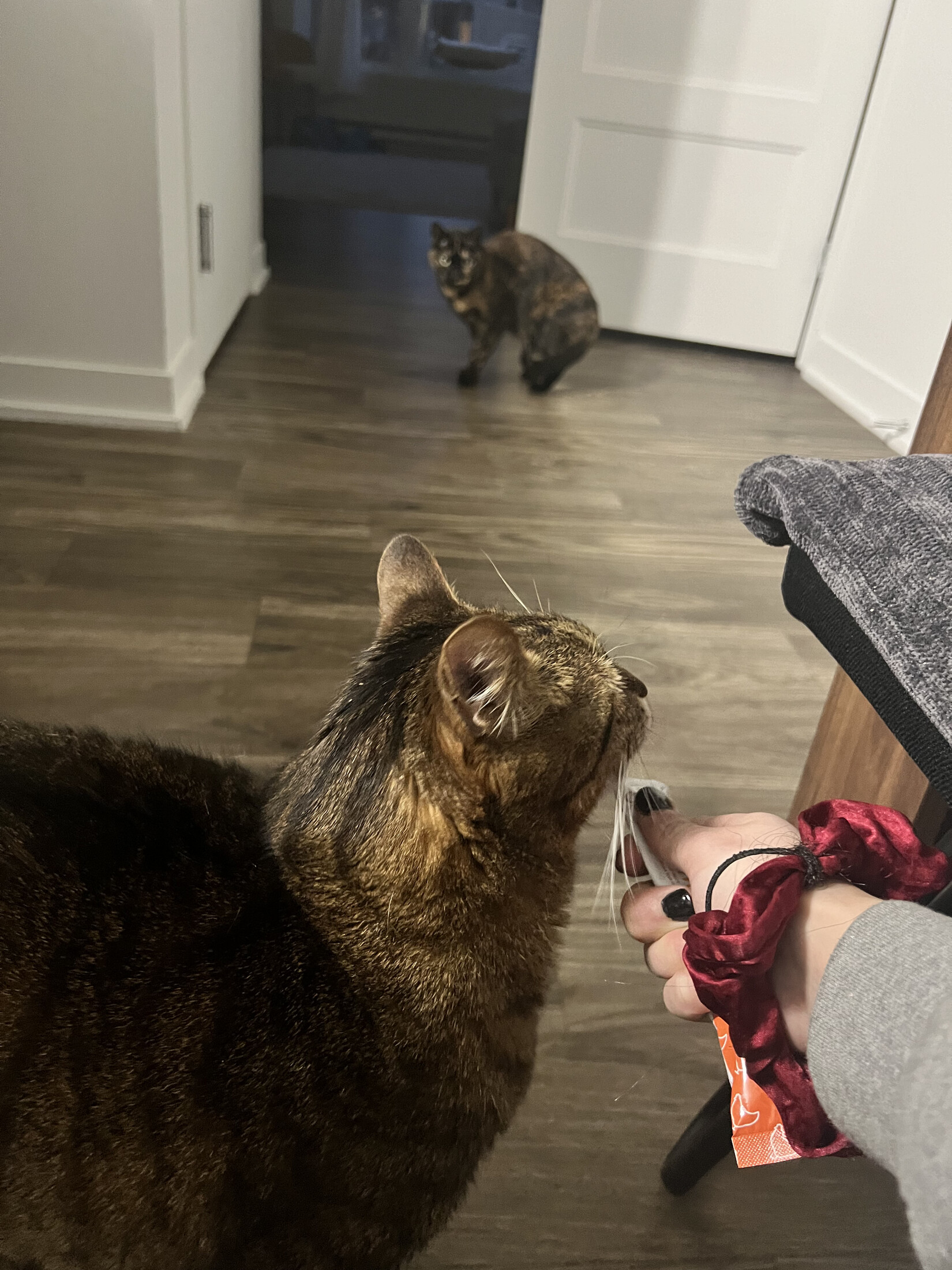 Interaction friandise (chats)