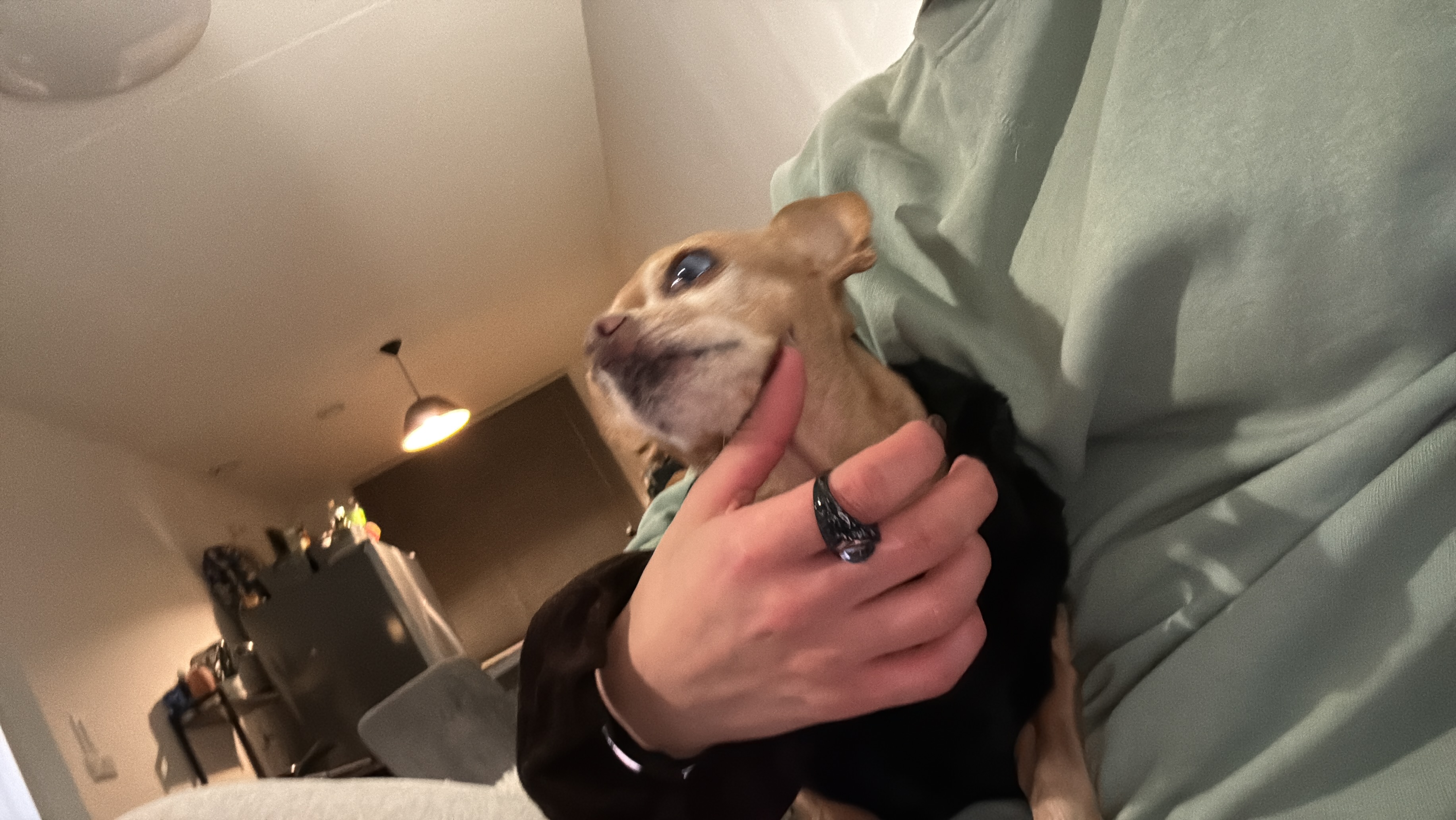 Câlin chien miniature