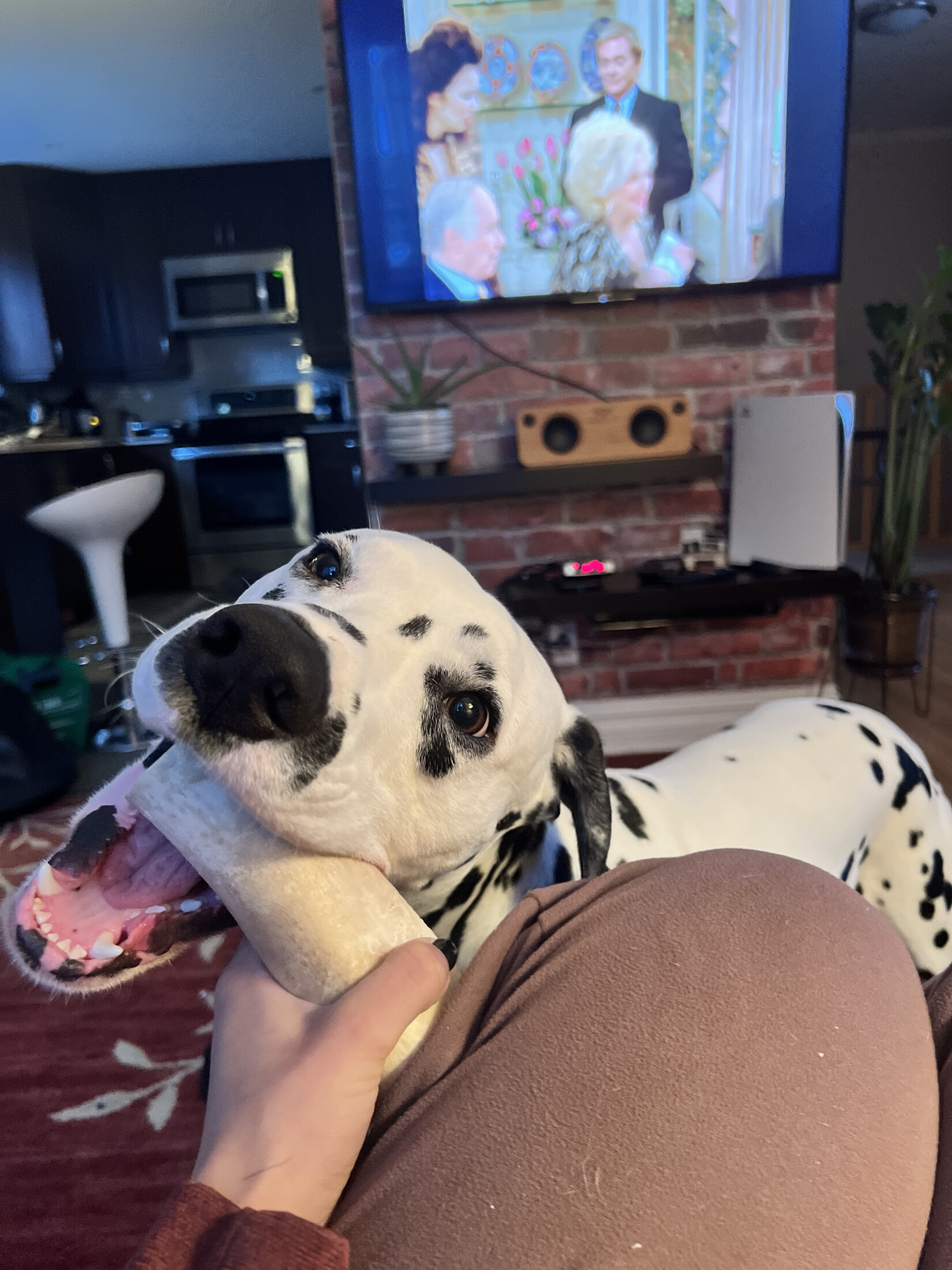 Pause jeu (Dalmatien)