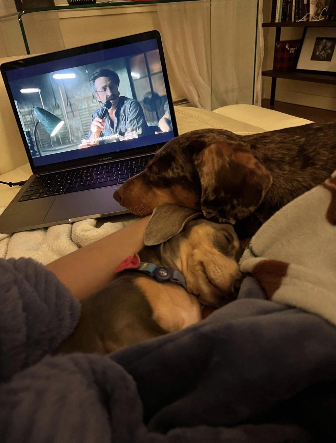 Duo teckels en détente