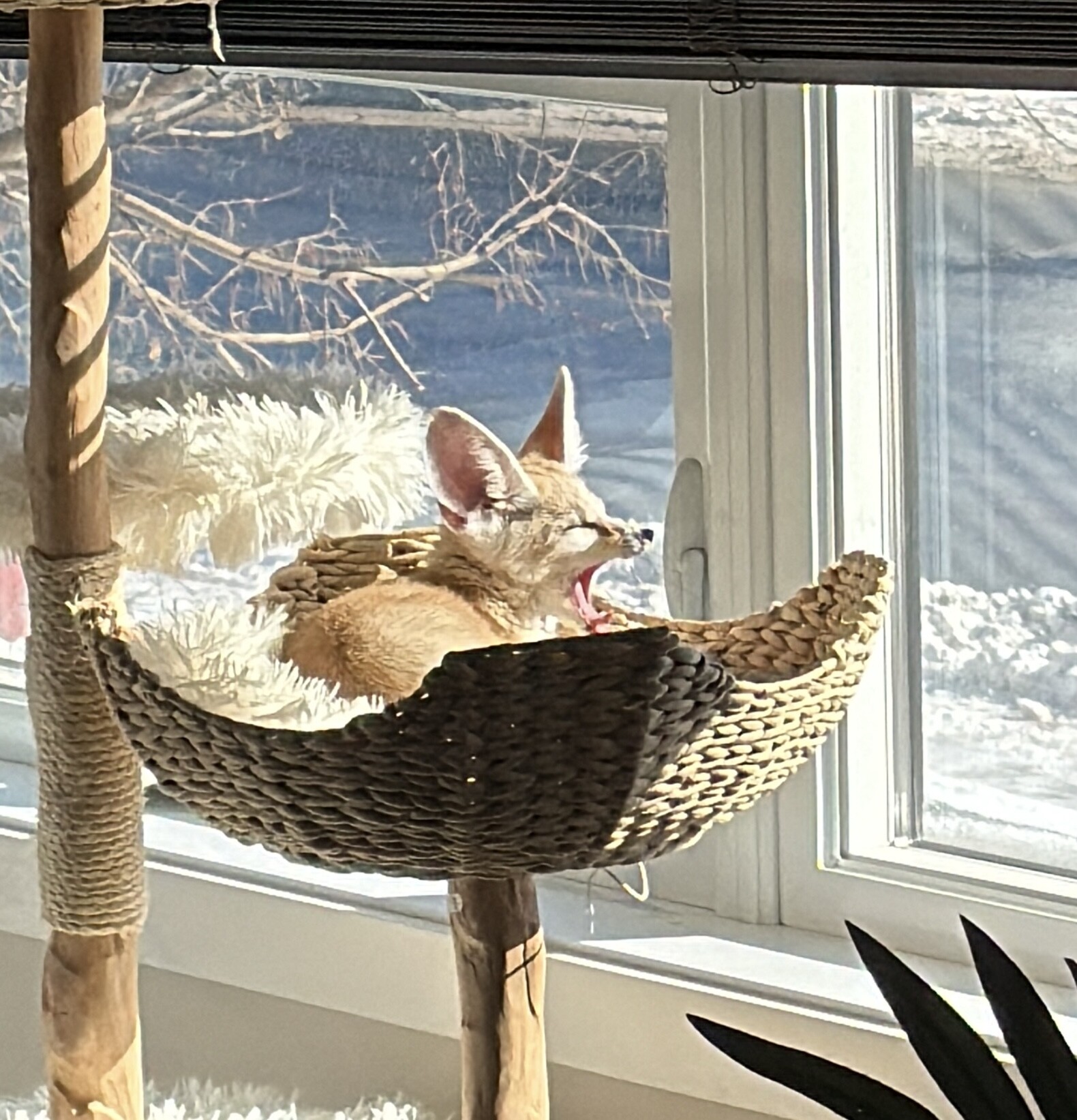 Moment confort (fennec)