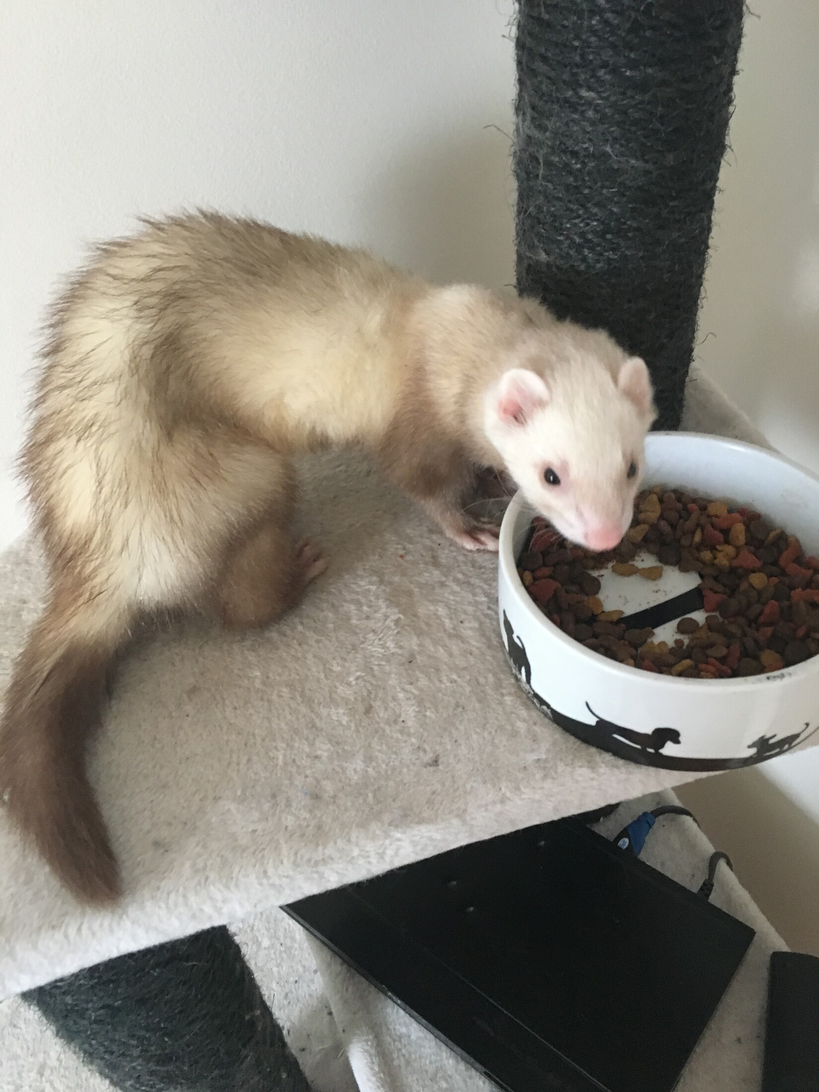 Repas ferret