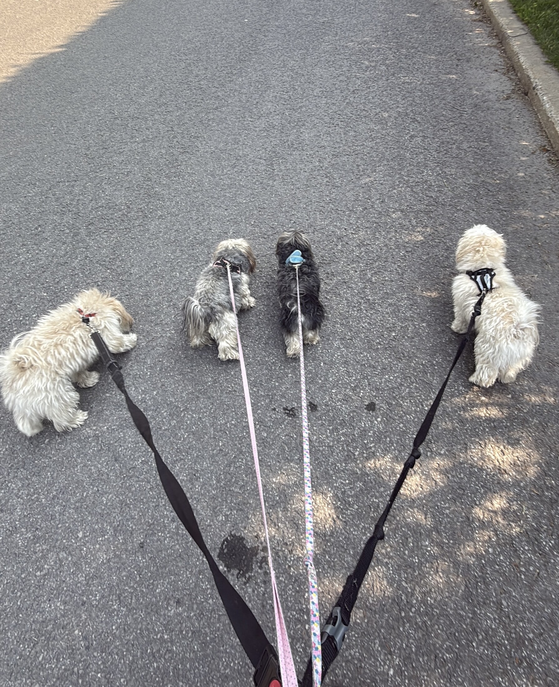 Promenade de groupe encadrée