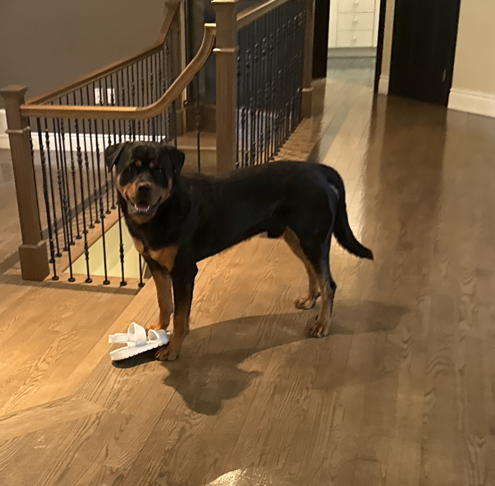 Vérification maison (Rottweiler)