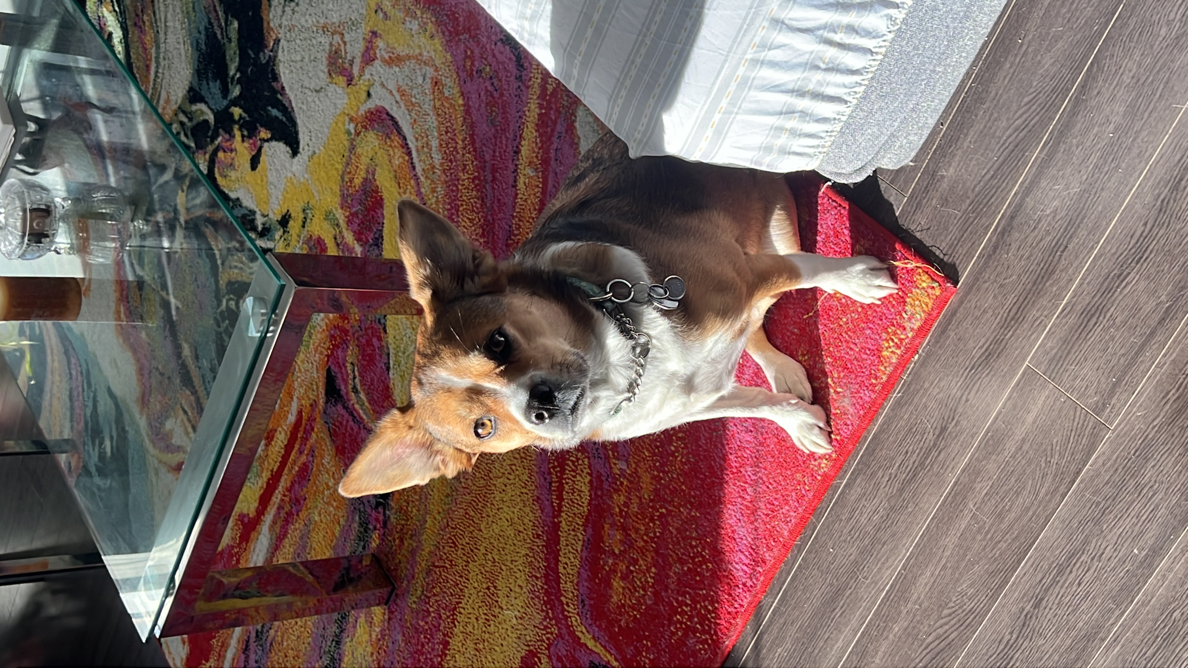 Moment calme (petit chien)