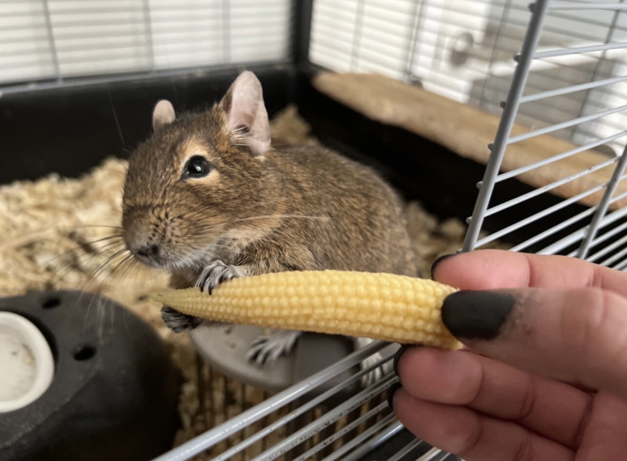 Petit animal (alimentation)